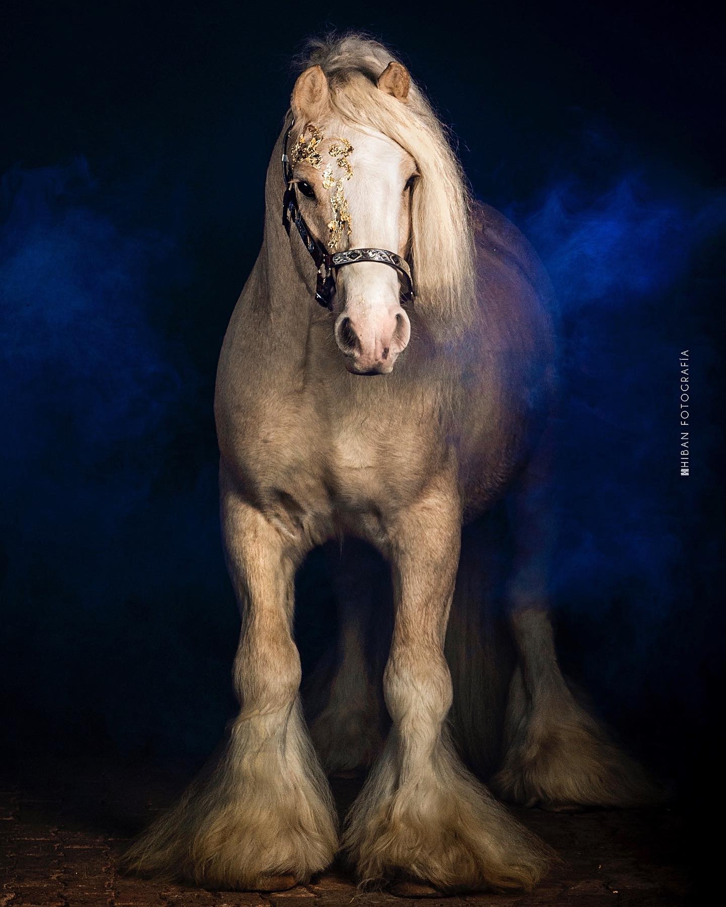 Gypsy Vanner Silver Palomino @San Samuel De Abril Criadero